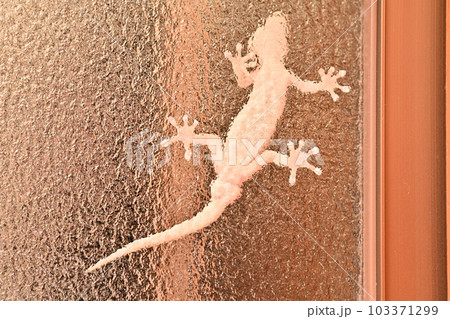 毎夜のように窓ガラスを這う白いヤモリ 毎夜のように窓ガラスを這う白いヤモリ 103371299