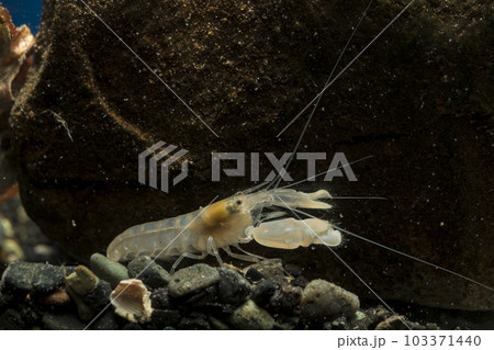 テッポウエビ　エビ　pistol shrimp　脱皮 103371440