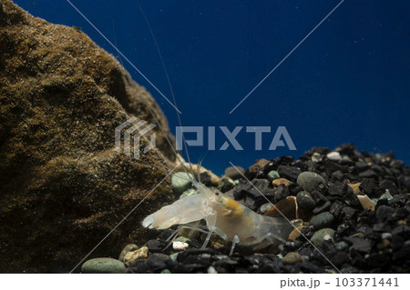 テッポウエビ エビ pistol shrimp 脱皮 テッポウエビ エビ pistol shrimp 脱皮 103371441
