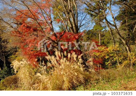晩秋の雑木林 【相模原市津久井 12月】 晩秋の雑木林 【相模原市津久井 12月】 103371635