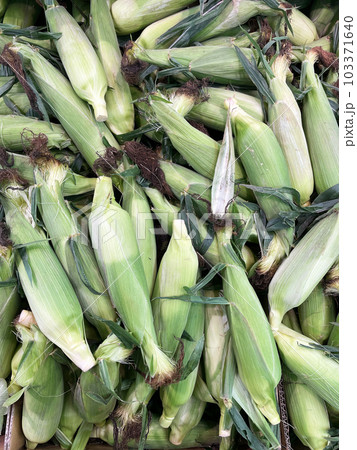 皮付きトウモロコシ 103371640