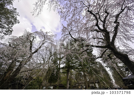 桜が満開の角館 桜が満開の角館 103371798