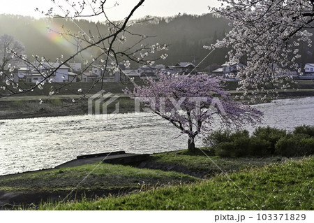 桜が満開の角館 103371829