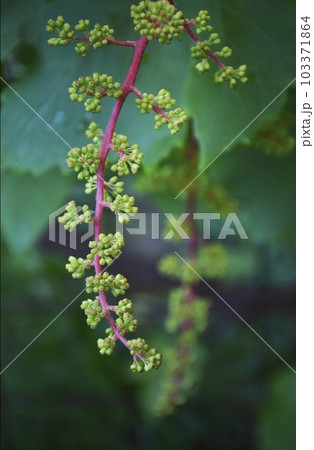 葡萄の蕾 103371864