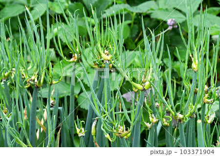 やぐらねぎ（櫓ネギ） 103371904