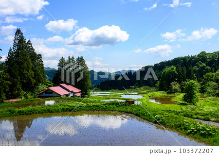 春　日本の原風景　田植え後の棚田　秋田県 103372207
