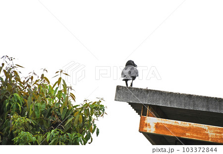 物置小屋の上から周りをうかがうハシブトガラス 103372844