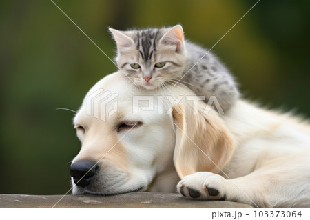A cat perched on a dog's head a unique and funny display of unlikely friendship that will bring a smile to anyone's face. AI Generative. 103373064
