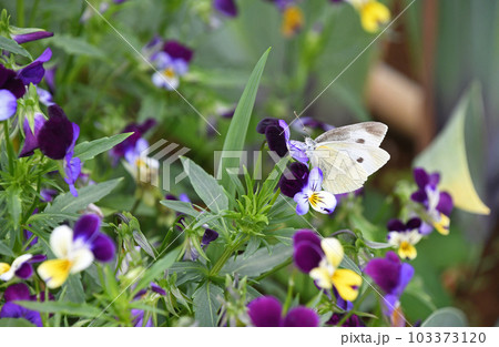 ビオラの花畑で吸蜜するモンシロチョウ 103373120