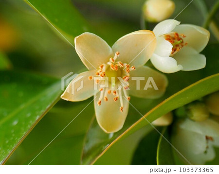 白いサカキの花のクローズアップ 103373365