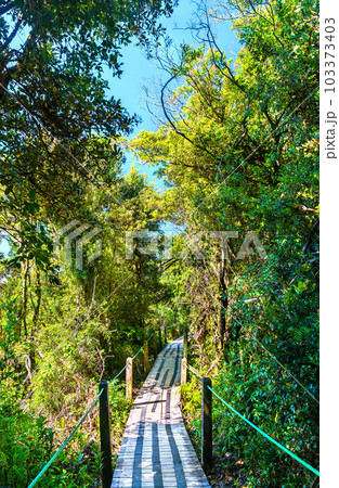 Footpath at Poas Volcano National Park in Costa Rica, Central America 103373403