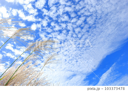 ススキと雲空 ススキと雲空 103373478