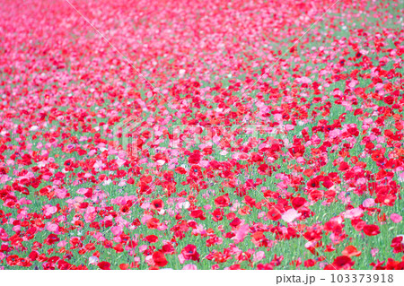 ポピー畑 103373918
