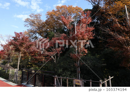 品川区民公園 紅葉 品川区民公園 紅葉 103374194