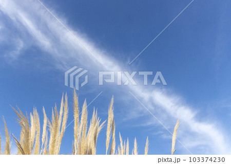 冬空に映えるパンパスグラスの穂-2 103374230