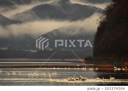 猪苗代の白鳥 猪苗代の白鳥 103374504