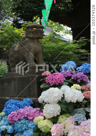 紫陽花と狛犬 紫陽花と狛犬 103374526