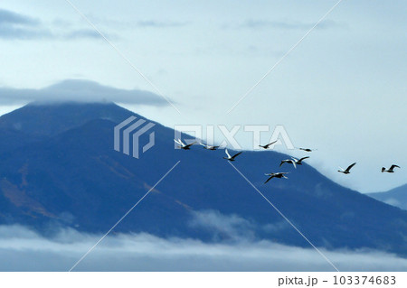 猪苗代湖の白鳥 猪苗代湖の白鳥 103374683