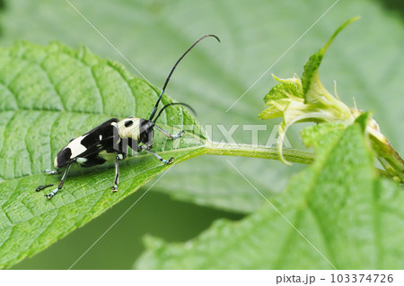 ラミーカミキリ 103374726