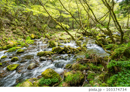 元滝伏流水 103374734