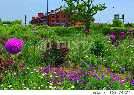 【神奈川県】新港中央広場の花畑と横浜赤レンガ倉庫 【神奈川県】新港中央広場の花畑と横浜赤レンガ倉庫 103374824
