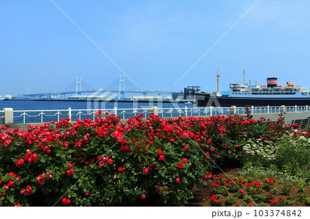 【神奈川県】山下公園のバラと横浜ベイブリッジと氷川丸 103374842
