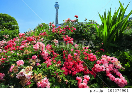 【神奈川県】山下公園のバラと横浜マリンタワー 103374901