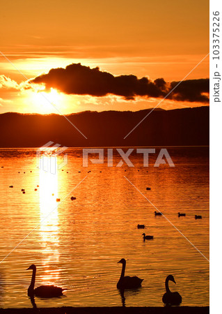 猪苗代湖の白鳥 103375226