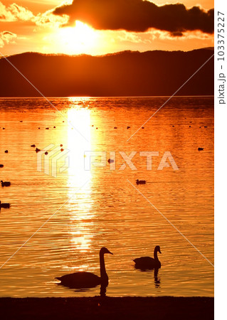 猪苗代湖の白鳥 103375227