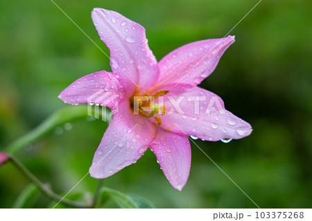 雨上がりのヒメサユリ 雨上がりのヒメサユリ 103375268