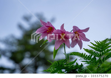 雨上がりのヒメサユリ 雨上がりのヒメサユリ 103375270