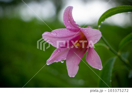 雨上がりのヒメサユリ 103375272