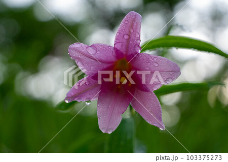雨上がりのヒメサユリ 雨上がりのヒメサユリ 103375273