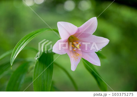 雨上がりのヒメサユリ 雨上がりのヒメサユリ 103375275