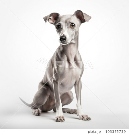 イタリアングレーハウンド 白背景 AI生成画像 ジェネレーティブAIの