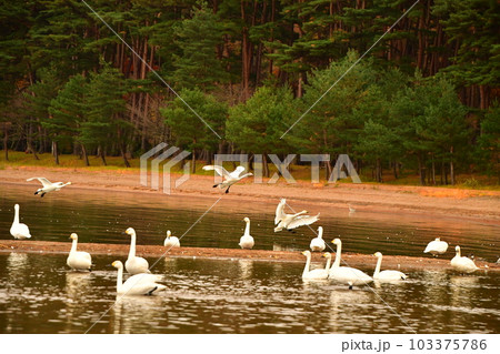 猪苗代湖の白鳥 103375786