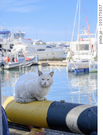 White cat in the harbor among the yachts White cat in the harbor among the yachts 103375837