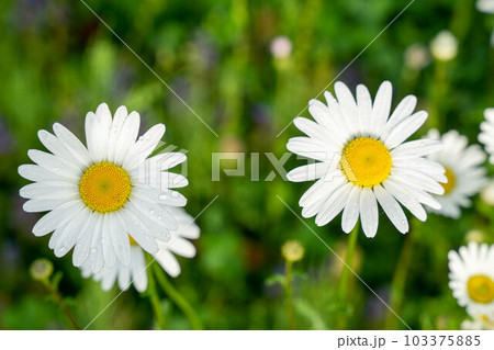 白い花 白い花 103375885