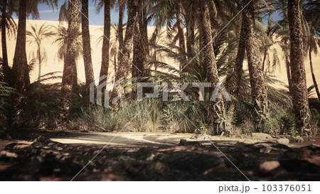 Palm Canyon Oasis in the Colorado Desert Palm Canyon Oasis in the Colorado Desert 103376051