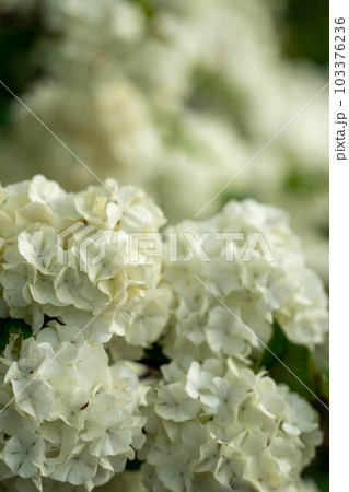 紫陽花に似たオオデマリ 103376236