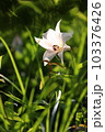 ササユリの開花 103376426