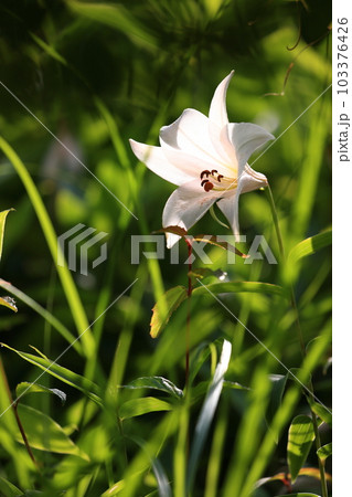 ササユリの開花 103376426