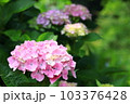 あじさいに魅せられて 103376428