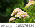 ピンクと白のグラデーション 103376429