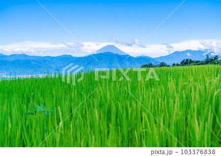 【夏素材】中野の棚田から見る富士山【山梨県】 103376838
