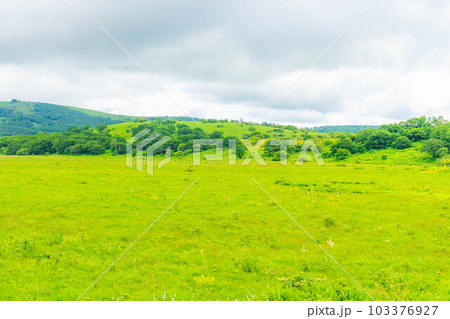 【夏素材】天空の湿原・夏の八島ヶ原湿原【長野県】 103376927