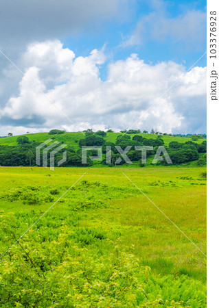 【夏素材】天空の湿原・夏の八島ヶ原湿原【長野県】 103376928