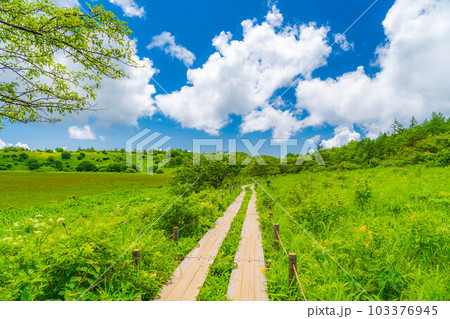 【夏素材】天空の湿原・夏の八島ヶ原湿原【長野県】 103376945