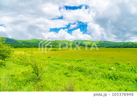 【夏素材】天空の湿原・夏の八島ヶ原湿原【長野県】 【夏素材】天空の湿原・夏の八島ヶ原湿原【長野県】 103376948
