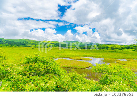 【夏素材】天空の湿原・夏の八島ヶ原湿原【長野県】 【夏素材】天空の湿原・夏の八島ヶ原湿原【長野県】 103376953